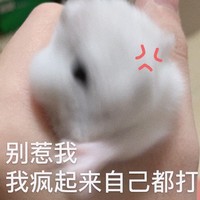 竹鼠 可爱 萌宠 搞怪 文字表情包