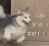 萌宠 汪星人 冲鸭 开心 搞怪 逗