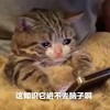 萌宠 猫星人 这只是他不进脑子啊 无奈 搞怪 呆萌