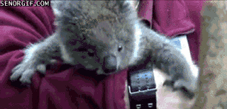 考拉 宝宝饿了 吃吃吃 萌化了 抱 动物 koala