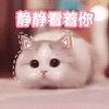 萌宠 猫咪 猫 喵星人 静静看着你 可爱 萌 撩