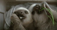 树懒 sloth 萌宠