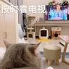 萌宠 喵星人 按时看电视 该看电视了 憨憨 调皮