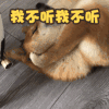 萌宠 汪星人 我不听我不听 生气 搞怪 呆萌