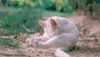 猫 喵星人 宠物 萌 可爱