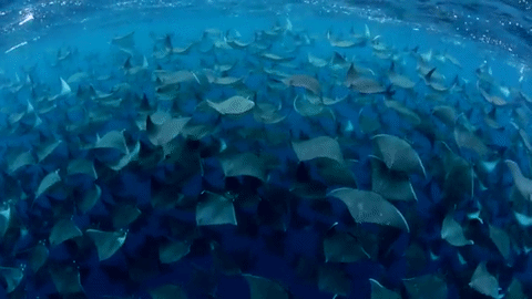 大海 海底 动物 成群结队