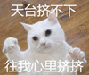 猫咪 撩 天台挤不下 往我心里挤挤 可爱 呆萌