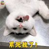 萌宠 猫 累死我了 搞怪 soogif soogif出品