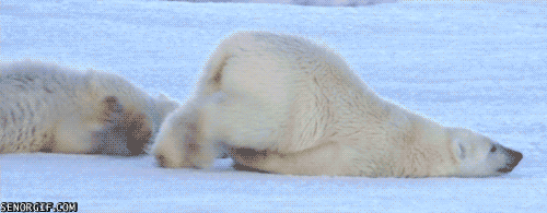 北极熊 polar bear