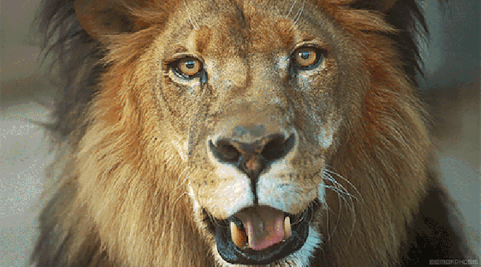 狮子 尖牙 张嘴 长毛