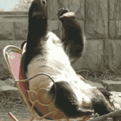 熊猫 捂脸 摇椅 哦不 萌化了 panda