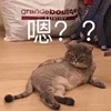萌宠 猫星人 嗯 问号 呆萌 可爱