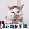 萌宠 猫星人 说正事专用图 严肃 搞怪 逗