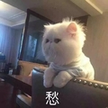 猫咪 喵星人 愁 搞笑 可爱 呆萌 心事重重