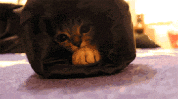 猫咪 可爱 趴着 大眼睛 地毯