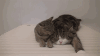 萌宠 猫咪 睡觉 舔