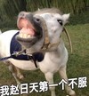 不服 搞笑 滑稽 小驴