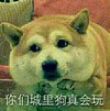 狗 你们城里狗真会玩 乖巧 趴着