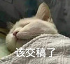 萌宠 猫星人 该交稿了 催促 搞怪 呆萌