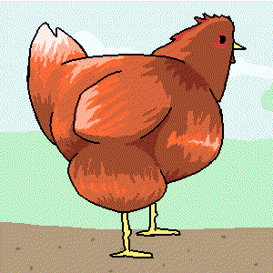 鸡 chicken animal 动画