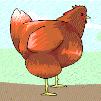 鸡 chicken animal 动画