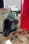 鸟 bird 追随 玩耍