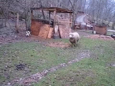 绵羊 sheep