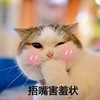 萌宠 猫星人 捂嘴害羞状 嘿嘿嘿 呆萌 搞怪