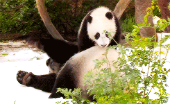 熊猫 玩耍 开心 淘气