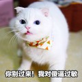 猫咪 白毛 围巾 你别过来 我对傻逼过敏