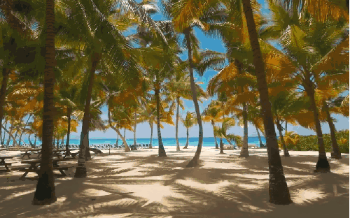Around&the&world Punta&Cana&in&4K 多米尼加共和国 椰子树 沙滩 纪录片 蓝天 蓬塔卡纳 阳光 风景