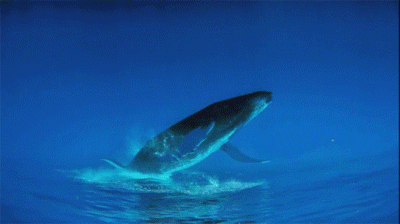 摄影师 采用倒拍技术 拍摄一只蓝鲸，仿佛鲸鱼飞在了水面上前行！