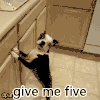 萌宠 宠物 give me five 汪星人