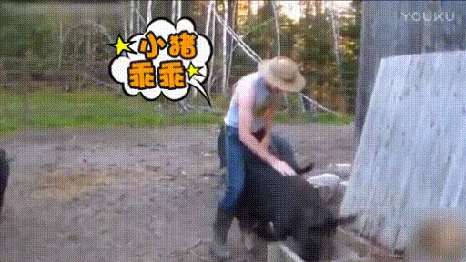 小猪乖乖gif动态图片,黑猪撞墙骑猪动图表情包下载