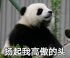 萌宠 熊猫 扬起我高傲的头 抬头 呆萌 可爱