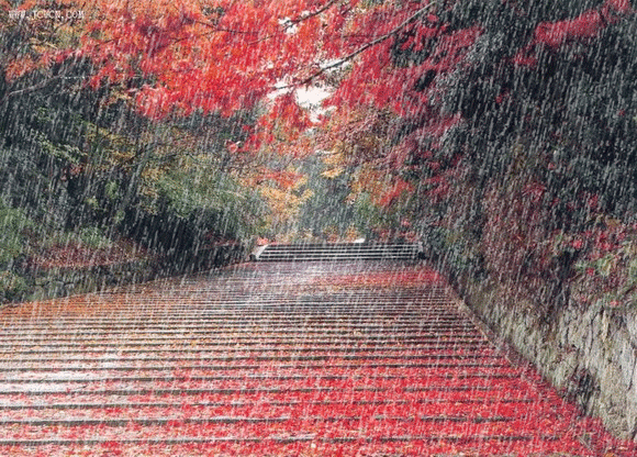 枫叶 红色 下雨