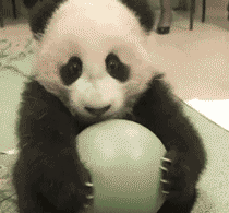萌宠 熊猫 国宝 抱球 是我的 谁也不给