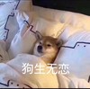 萌宠 汪星人 生无可恋 颓废至极 呆萌 憨憨