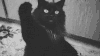 猫咪 黑色 搞笑 可爱