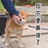 萌宠 汪星人 你不要再说了 闭嘴 搞怪 呆萌