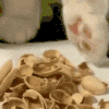 萌宠 猫星人 猫爪 搞怪 呆萌 可爱
