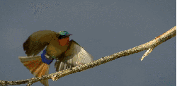 动物 尼罗河-终极大河 延时拍摄 煤山雀 纪录片 鸟类