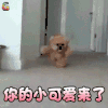 萌宠 狗 你的小可爱来了 撩人 soogif soogif出品