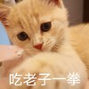 萌宠 猫星人 吃我一拳 揍你 搞怪 呆萌