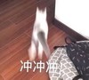 萌宠 喵星人 冲冲冲 激动 呆萌 可爱