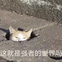 猫 强者 蒙圈 搞怪 可爱