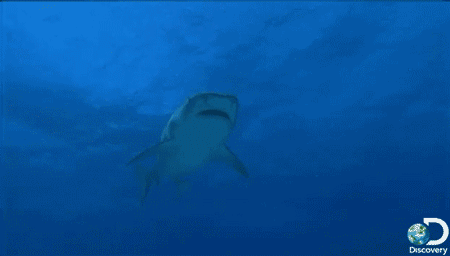 GIF动画 发现 海洋 水 探索频道 哇 动物 自然 攻击 鱼 鲨鱼 鲨鱼周 鲨鱼 海洋生物 事实 发现频道 鲨鱼攻击 食物链 sharkweek 你知道吗 虎鲨
