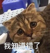 萌宠 猫星人 我知道错了 道歉 搞怪 呆萌