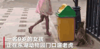 神奇 老虎 福建泉州 溜老虎 动物园 心大 震惊 小女孩