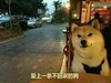 搞笑 二汪 不回家的狗 凝视
